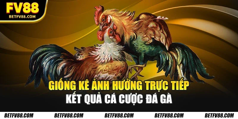 Giống kê ảnh hưởng trực tiếp kết quả cá cược đá gà