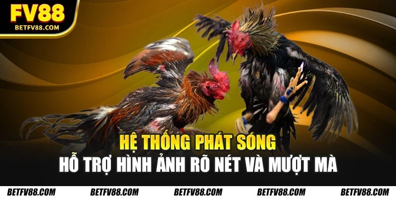 Đá Gà FV88 Với Nhiều Trận Đấu Hấp Dẫn Mỗi Ngày, Xanh Chín 1 Hệ thống phát sóng hỗ trợ hình ảnh rõ nét và mượt mà
