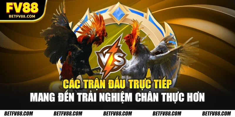 Đá Gà FV88 Với Nhiều Trận Đấu Hấp Dẫn Mỗi Ngày, Xanh Chín 2 Các trận đấu trực tiếp mang đến trải nghiệm chân thực hơn
