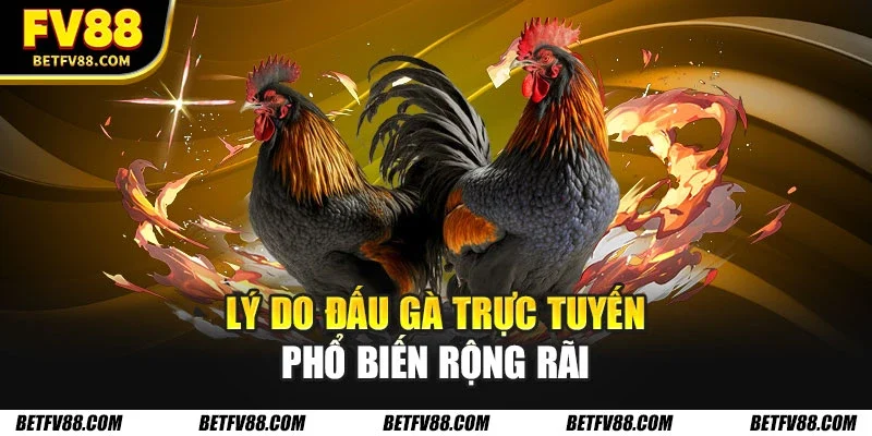 Lý do đấu gà trực tuyến phổ biến rộng rãi
